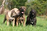 FILA BRASILEIRO 065
